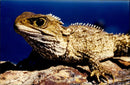 Reptile: Lizard: Three-eyed Lizard - Vintage Photograph
