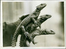 Reptile: Lizard: Spiny Lizards. - Vintage Photograph