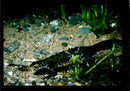 Reptile: Lizard - Vintage Photograph