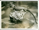 Reptile: Lizard - Vintage Photograph
