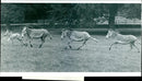 Baby Zebra bon at Whipsnade - Vintage Photograph