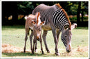 Moss, the baby Grevy's Zebra - Vintage Photograph