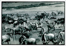 flock of Zebras - Vintage Photograph