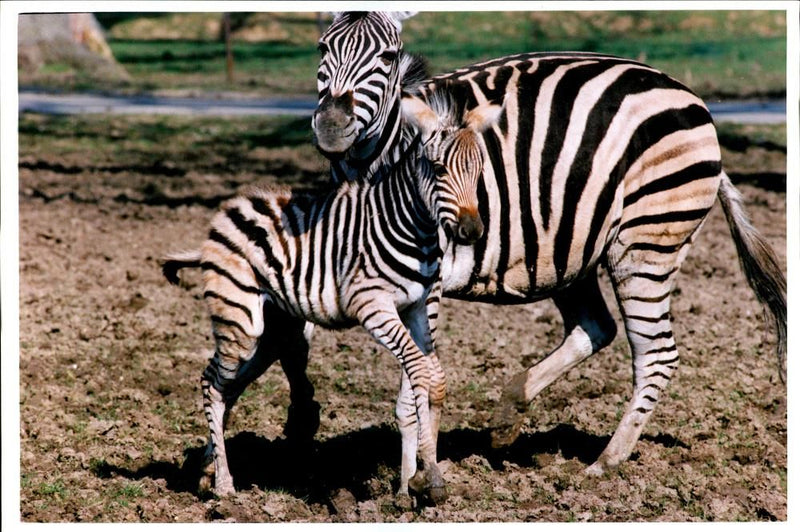 Baby Chapmans Zebra - Vintage Photograph