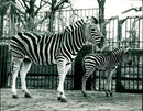 SMOG, the baby Zebra - Vintage Photograph