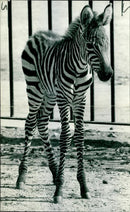 One-day-old Maria Zebra - Vintage Photograph