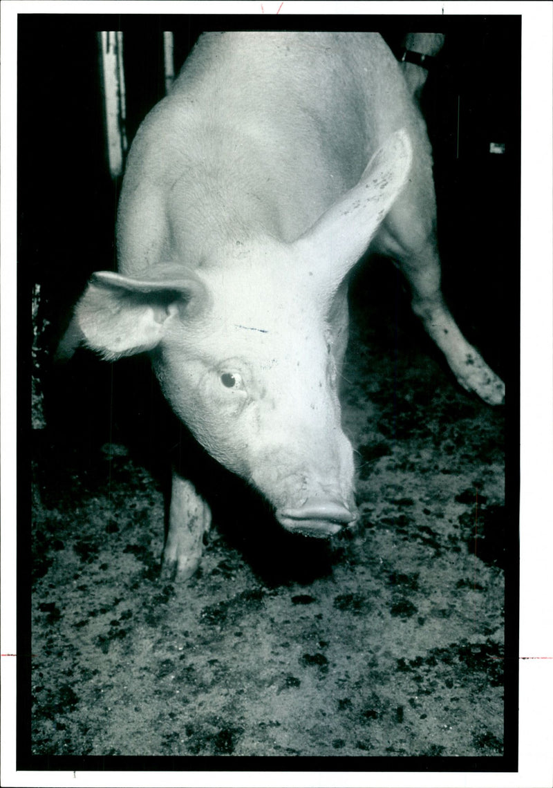 WANTS PIG ANIMAL - Vintage Photograph