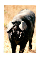 Animal Pig - Vintage Photograph
