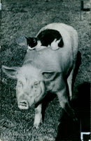 Animal Pig - Vintage Photograph