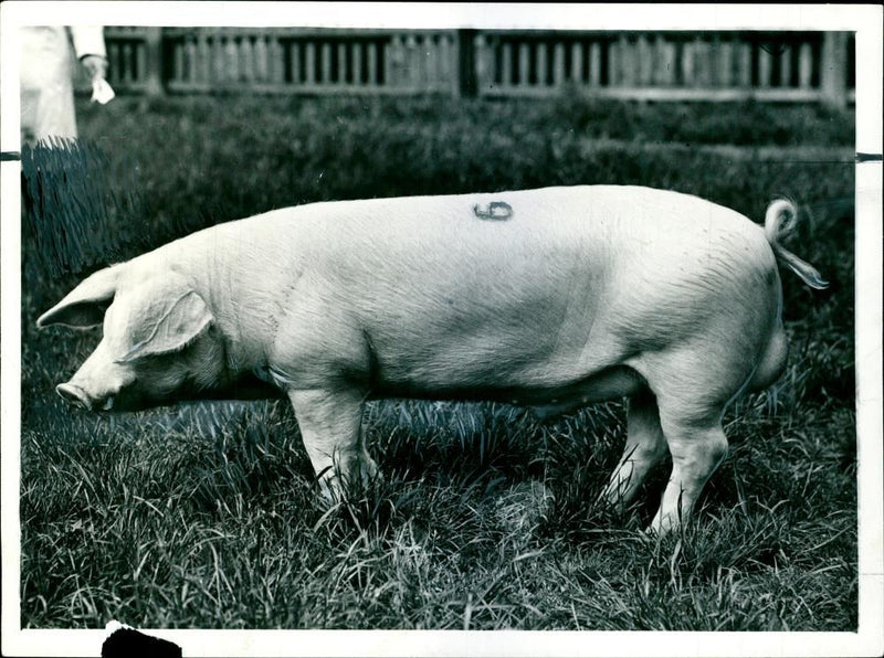 Animal Pig - Vintage Photograph