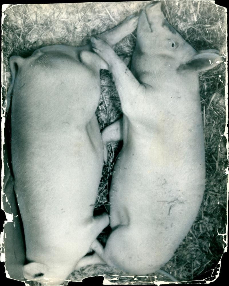 Animal Pig - Vintage Photograph