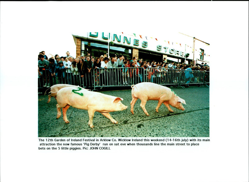 Animal Pig - Vintage Photograph