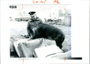 Animal Pig - Vintage Photograph