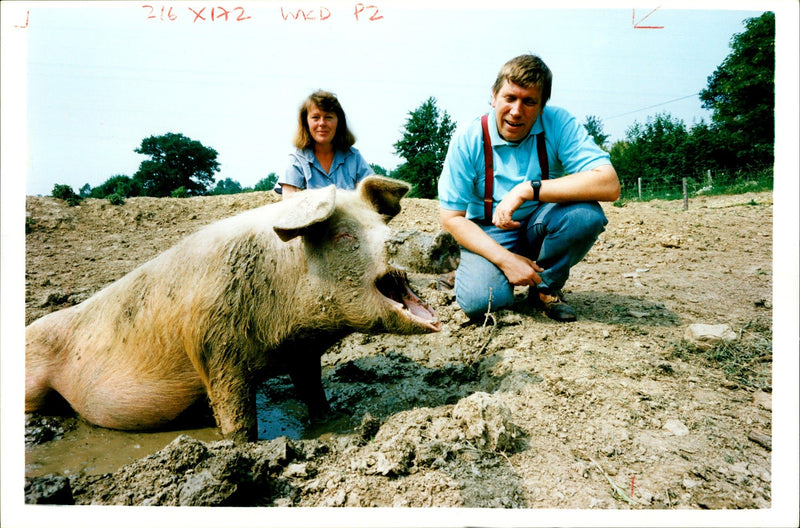 Animal Pig - Vintage Photograph