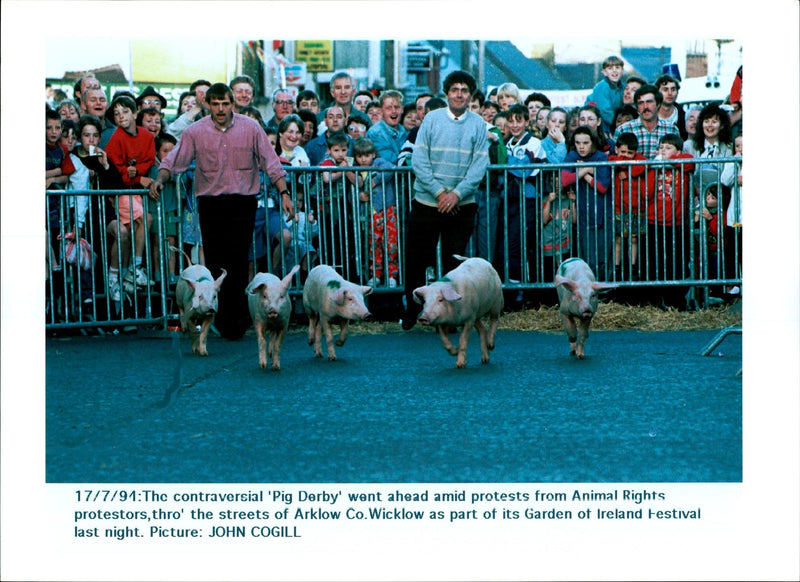 Animal Pig - Vintage Photograph