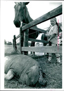 Animal Pig - Vintage Photograph