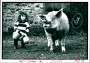 Animal Pig - Vintage Photograph