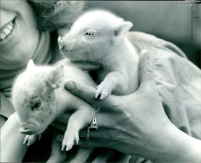 Animal Pig - Vintage Photograph