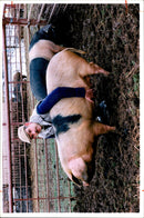 Animal Pig - Vintage Photograph