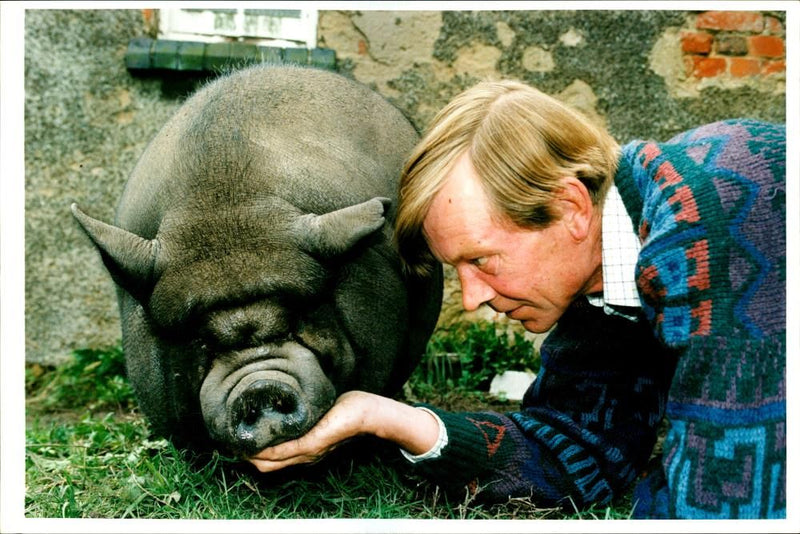 Animal Pig - Vintage Photograph