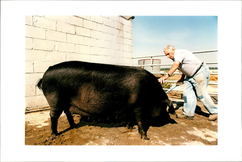 Animal Pig - Vintage Photograph