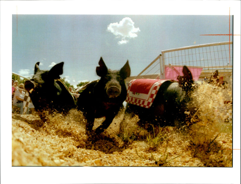 Animal Pig - Vintage Photograph