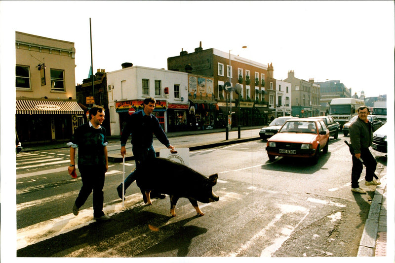 Animal Pig - Vintage Photograph