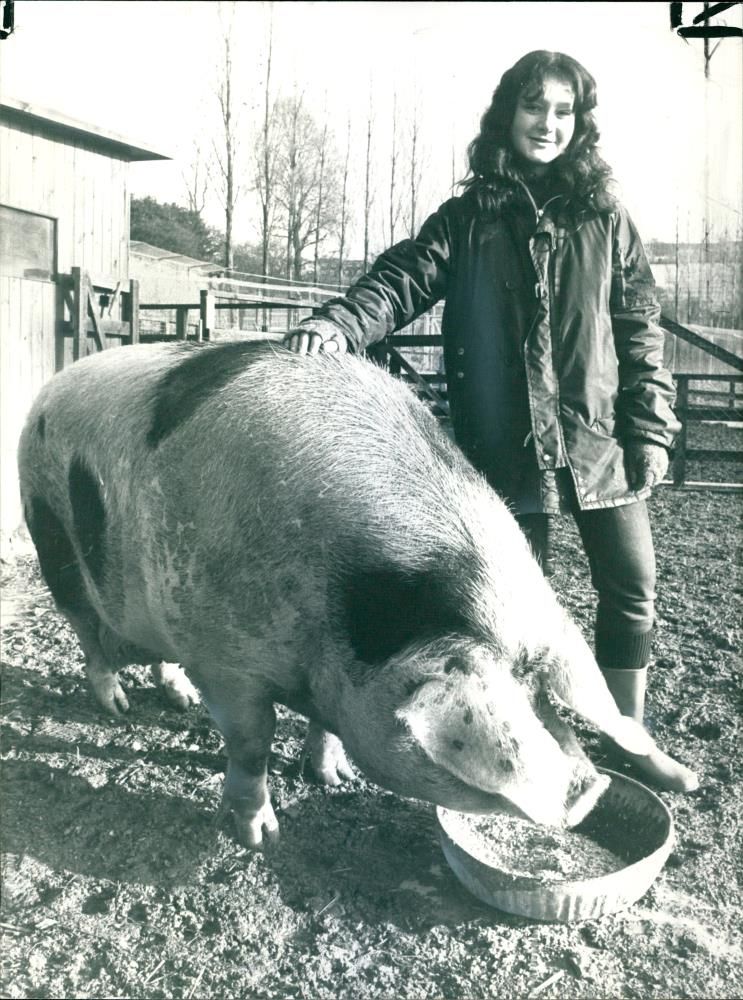 Animal Pig - Vintage Photograph