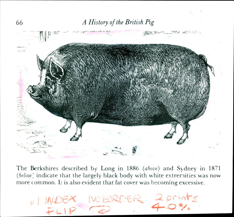 Animal Pig - Vintage Photograph