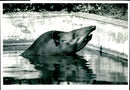 Tapir 'Eva' cools off in the pool at London Zoo - Vintage Photograph