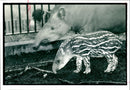 A baby Brazilian tapir with his mother at London Zoo - Vintage Photograph