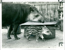 A baby Brazilian tapir with his mother at Howletts Wild Animal Park - Vintage Photograph