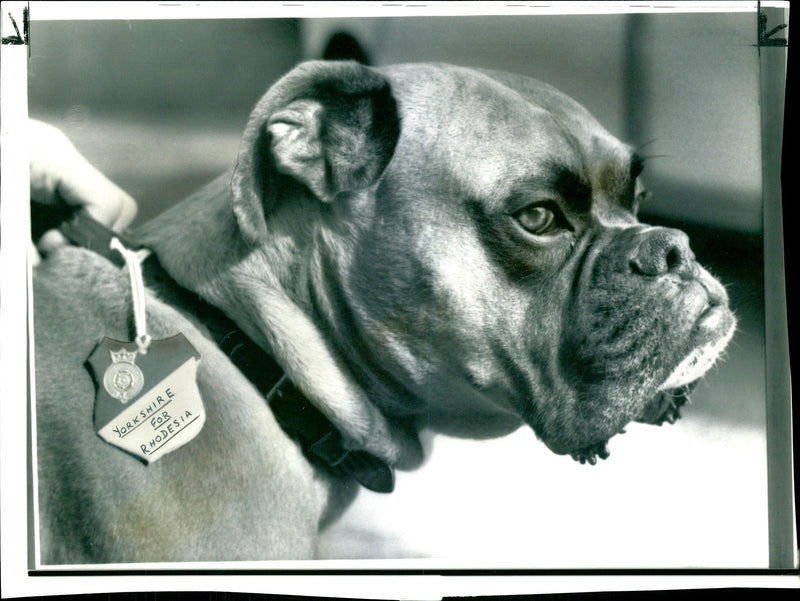 The boxer dog belonging to cricketer Herbert Sutcliffe - Vintage Photograph
