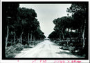 Doñana National Park. - Vintage Photograph