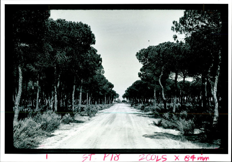 Doñana National Park. - Vintage Photograph