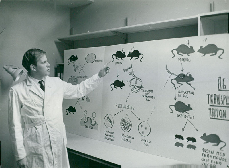 Karolinska Hospital. Amanuens Hans Strander demonstrates egg transplantation in mice - Vintage Photograph