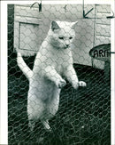 Arthur, the cat. - Vintage Photograph
