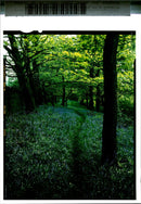 Bluebell Flower - Vintage Photograph