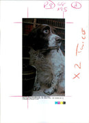 His. Hon. Judge. Paul Branot - Vintage Photograph