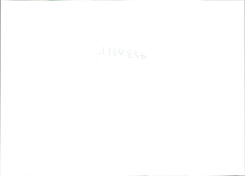 1994 SLAPTON LEY NATURE RESERVE DEVON ONE THE MARC HILL - Vintage Photograph