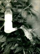S. African Humming Bird - Vintage Photograph