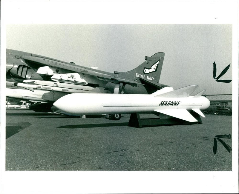 Sea Eagle - Vintage Photograph