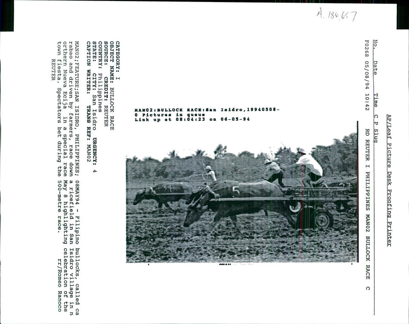 1994 FILIPINO BULLOCKS RACE DOWN RICEFIELD SAN ROMEO RANOCO WRITER COUNTRY - Vintage Photograph