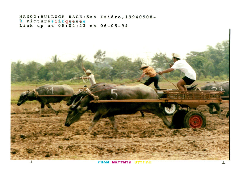 1994 FILIPINO BULLOCKS RACE DOWN RICEFIELD SAN ROMEO RANOCO WRITER COUNTRY - Vintage Photograph
