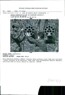 Yugoslavia: Serbs - Vintage Photograph