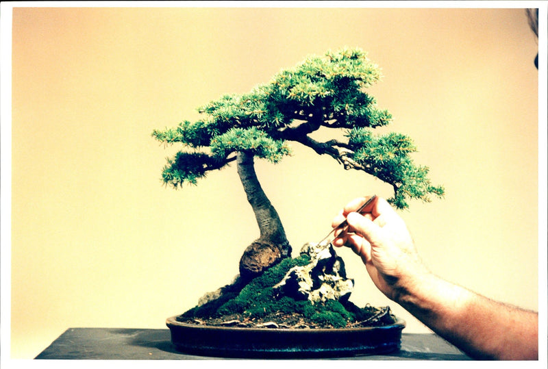 BRITISH CHARLES CONCERT WELL FESTIVAL - Vintage Photograph