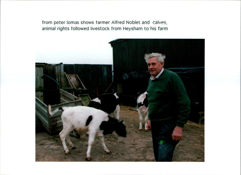 ANIMAL RIGHTS FOLLOWED LIVESTOCK FROM HEYSHAM HIS FARM FRO PETER LOMAS - Vintage Photograph