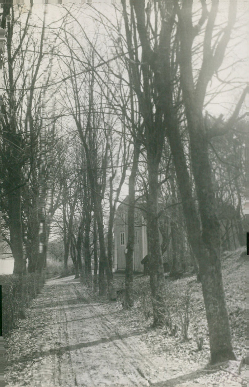 The avenue at Smedslätten - Vintage Photograph