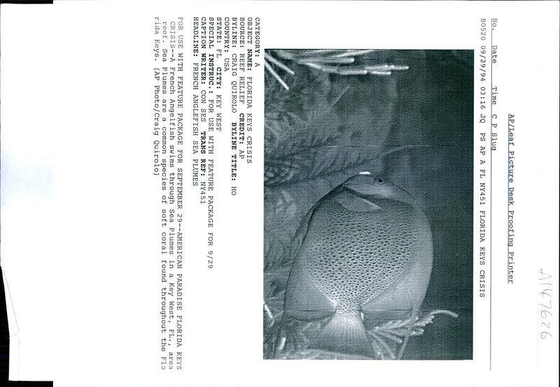 FRENCH ANGELFISH SWIMS THROUGH SEA PLU CRAIG QUIROLO USA AMERICAN WRITER - Vintage Photograph