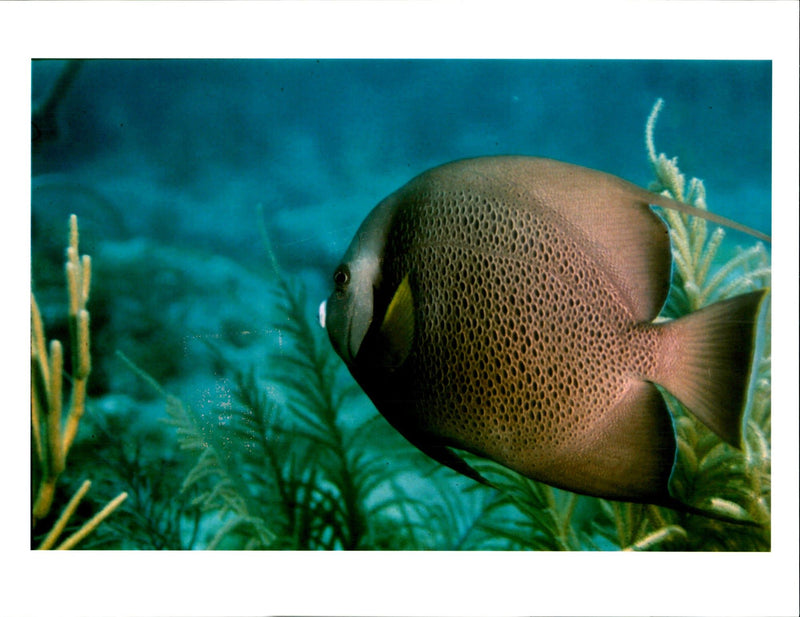 FRENCH ANGELFISH SWIMS THROUGH SEA PLU CRAIG QUIROLO USA AMERICAN WRITER - Vintage Photograph